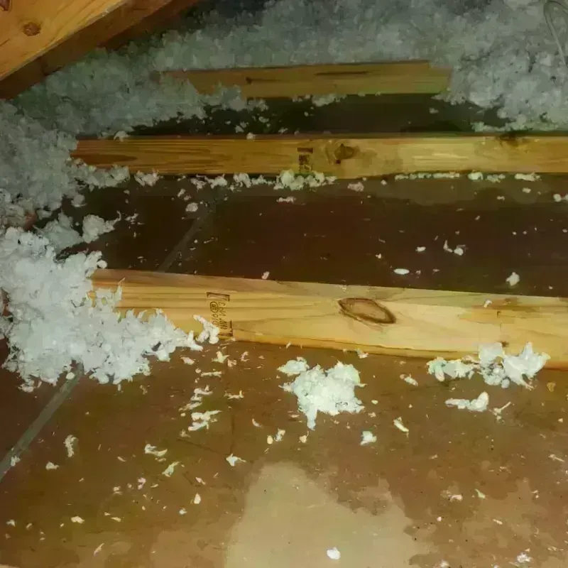 Attic Water Damage in Inverness, FL